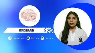 Hindbrain  Neural control and coordination  Akansha Mam  NEET 2025 [upl. by Ardnnaed824]