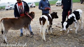 Holstein Friesian and Jersey Calf competition ring at Patiala Punjab [upl. by Galitea272]