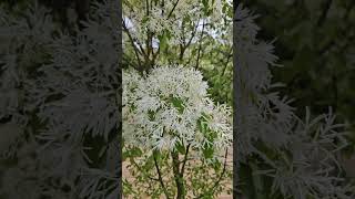 이팝나무를 영상에 담았습니다 I captured Chionanthus retusus in the video [upl. by Emersen]