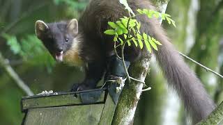 Argyll Beaver Centre  Pine Marten [upl. by Horatius]