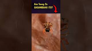 What Type of Spider or Gagamba spider gagamba animals [upl. by Wilfrid]