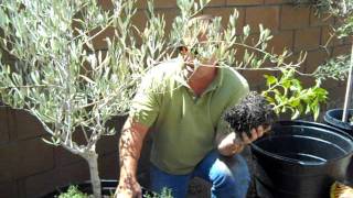 Container Gardening Olive Tree Planting [upl. by Nerej]