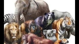 NOMBRE DE ANIMALES MAMÍFEROS EN INGLÉS [upl. by Annorah]