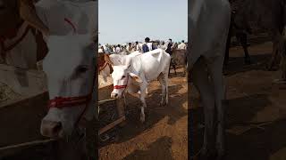 Most Beautiful Cow In Bahawalpur Mandi For Season 2025 🥰viralvideo viral love GaiTondeYT [upl. by Nap]