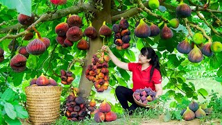 How to Harvest Roxburgh Fig goes To Market Sell  Harvesting and Cooking Tieu Vy Daily Life [upl. by Elrak287]