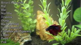 Species Profile Betta Splendens [upl. by Karub250]