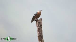 Beautiful Nuthatch calling in 4K  Bhutan birding tours [upl. by Arym]