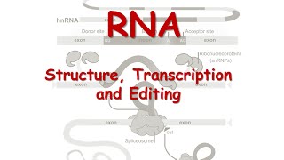 RNA Structure Transcription and Editing [upl. by Etiam123]