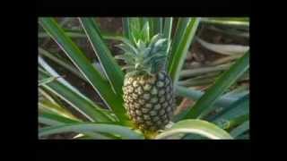 How Its Made Pineapples Discovery Channel [upl. by Dev23]