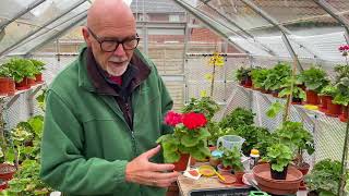 Want Bushy Zonal Pelargoniums  then you have to have to start work with young plants [upl. by Adnalro]