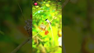 In first frame Whitebellied minivet 2nd Asian paradise flycatcher shorts shortsfeed viralsong [upl. by Afesoj]