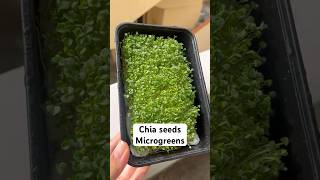 Chia seeds microgreens amp methi leaves 🍀🌱greensplantingideasmicrogreenswithoutsoilmethiseeds [upl. by Wendall]