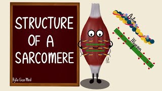 Structure of a Sarcomere  Actin and Myosin  Myology  Nerve Muscle Physiology [upl. by Enyr700]