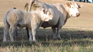 RICAIN Elevage Charolais Metrop [upl. by Irac]