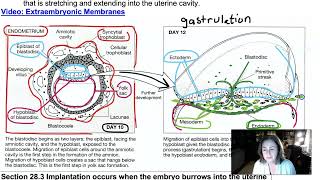 Week 3 Lecture Part 2 Gastrulation Embryonic Membranes [upl. by Onitsuaf]