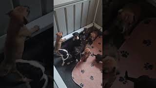 Miniature English Bull Terrier Puppies 3 weeks old [upl. by Hammad]