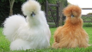 Silkie Chickens  Nature’s Fluffy Incubators [upl. by Nilahs]