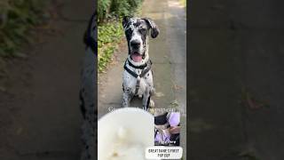 Great Dane’s First Pup Cup Adventure 🐶🍦 [upl. by Tamas]