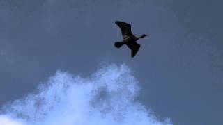 Cormorants Flying Overhead [upl. by Venita42]