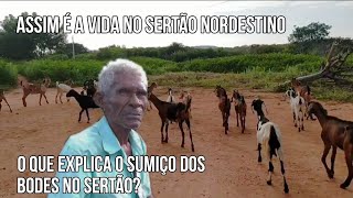 Véi Dico fala das dificuldades para manter a criação de cabras sertão nordeste criaçãodecabras [upl. by Ramyaj]