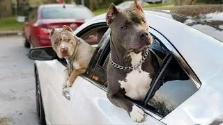 Any problems dude Funny videos with Pitbull dogs 🐶 [upl. by Caroline]