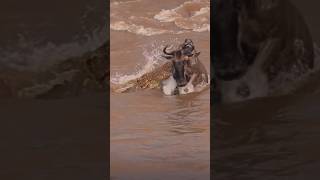 Wildebeests Escaped from Predators wildebeests animallover crocodile wildlife animals nature [upl. by Roldan]