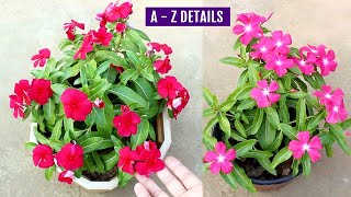 BEST Way to Grow Vinca from Seeds amp TIPS for MAXIMUM Flowers [upl. by Eelirak]