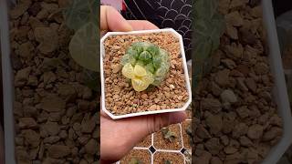 Haworthia Cooperi Plastic Skin plants haworthia succulents [upl. by Nace]