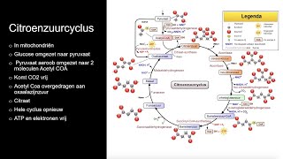 Energiesystemen deel 1 spierfysiologie 11 metabolisme [upl. by Drolyag]