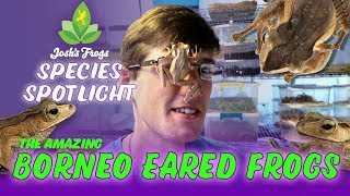 Austin talks about Borneo Eared Frogs [upl. by Namso]