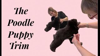 The Poodle Puppy Trim [upl. by Eilac]