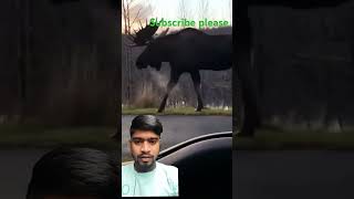 Barasingha short yt video [upl. by Chiang]