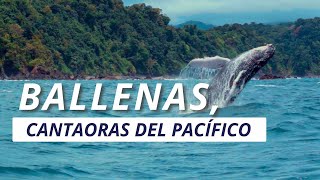 BALLENAS LAS CANTAORAS DEL PACÍFICO [upl. by Allred717]