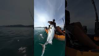 Jumbo Costa Rican Roosterfish from a Kayak [upl. by Assirod]