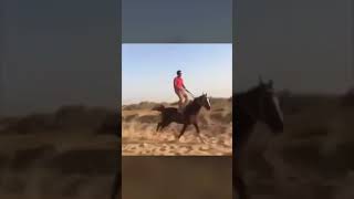 I Got the Horses in the Back  Guy Rides Horse Standing Up to Song [upl. by Mast]