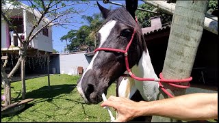 COMO VERMIFUGAR CAVALO VERMIFUGAMOS NOSSOS CAVALOS MANGALARGA MARCHADOR MINHA TROPA [upl. by Nowtna]