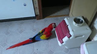 Bandit  Parrot Pellet Thief  Bird wont stay out of pellets bin everyday [upl. by Ahsila]