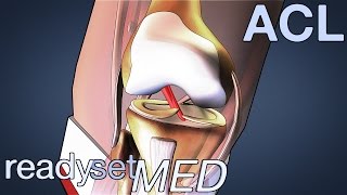 What is the ACL and How Does it Work  ACL Series [upl. by Loresz]