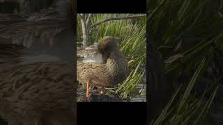 Утка широконоска Shoveler duck birds wildlife shots nature [upl. by Sille305]