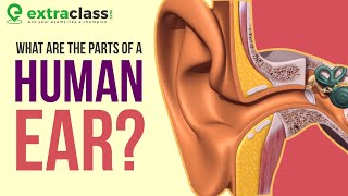 Anatomy of Ear  Animation  Extraclass [upl. by Glad76]