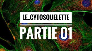 Le cytosquelette partie 01 [upl. by Kcirdot716]