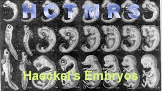 How Creationism Taught Me Real Science 43 Haeckels Embryos [upl. by Ynez572]