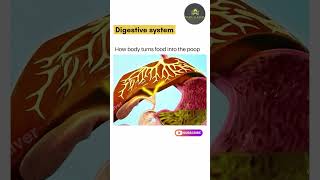 Human  Digestive system learn biology online shorts science [upl. by Oralie145]