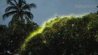 Timelapse of fireflies Lampyridae flying around a tree Bicol Philippines [upl. by Yotal]