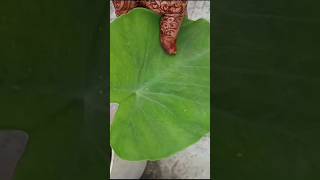 Home gardening ytshorts trending kaushal ytviral yt ytshort ytshortsindia ytshortsvideo fyp [upl. by Wickham342]