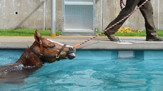 Cómo Realizar la Preparación Físico Atlética de Caballos en Piscinas  TvAgro por Juan Gonzalo Angel [upl. by Yoreel]