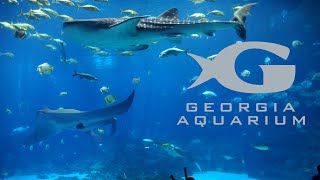 Georgia Aquarium Tour amp Review with The Legend [upl. by Yrrag]