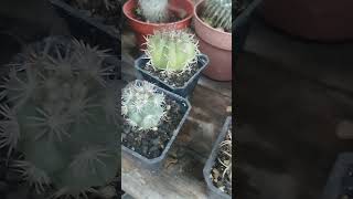 Hermosos cactus 🌵 🌵cactus plants garden flower [upl. by Richela323]