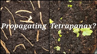 Tetrapanax Propagation from RunnersRoots [upl. by Mychael]