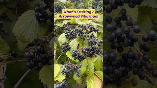 What’s that Fruit with Native Plant Fran It’s Arrowwood Viburnum Viburnum dentatum nativeplants [upl. by Rafferty]